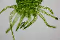 H. viridissima
