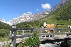 Fafleralp im Sommer mit Blick zum Gletscher (links).
