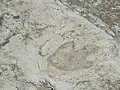 Dinosaurierspuren von Tambuc