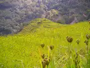 Feld