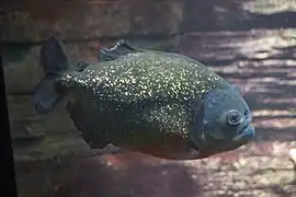 Roter Piranha