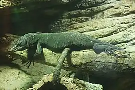 Schwarzer Baumwaran