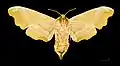 Mimas tiliae ♀ △