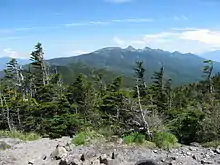 Maries-Tanne (Abies mariesii) vom Berg Kitayoko-dake in Japan
