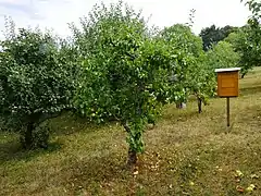 Ganzer Baum