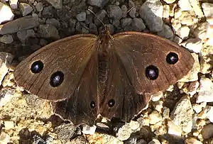 Blauäugiger Waldportier(Minois dryas)