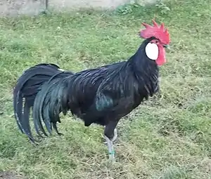 Minorka