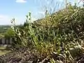 Die kalkliebende Borsten-Miere (Minuartia setacea) ist namensgebend für eine Pflanzenassoziation der Karbonatfels-Trockenrasen und in Österreich gefährdet.