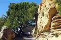 Miramas le Vieux Pin d’Alep