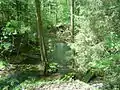 Die Mistel in Mistelbach