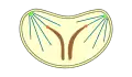 geschlossene intranukleäre Pleuromitose