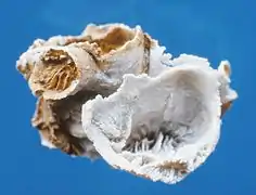 Mitrodendron mitratum, Sl. Heinroth