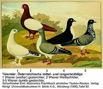 Mittel- und langschnäbelige Tümmler Tauben