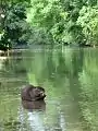 Ein Nutria in der Fischa