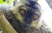 MongozmakiEulemur mongoz