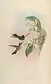Violettstirn-Brillantkolibri illustriert von John Gould und Henry Constantine Richter