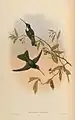Bourcieria traviesi illustriert von John Gould & William Matthew Hart