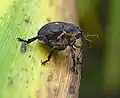 Weißpunktiger Schwertlilienrüssler(Mononychus punctumalbum)
