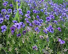 2016 Blaue Koboldblume