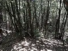 Steineichenwald