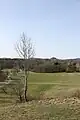 Blick über den Markwasen und Wasenwald aufs Käpfle
