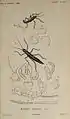 Bacteria bogotensis Goudot, 1843 ein Synonym für Monticomorpha unicolor