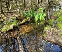 Moorgraben mit Sumpf-Schwertlilien und Froschlöffel