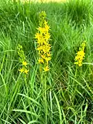 Moorlilie (Narthecium ossifragum)