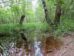 Moorwald im Naturschutzgebiet Ohligser Heide
