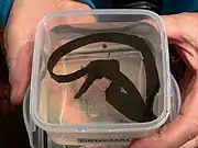 Ein Fundstück aus Leder