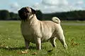 Mops