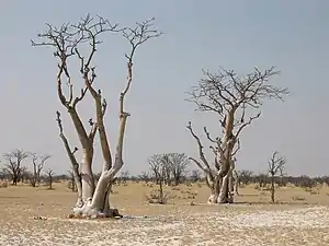 Moringa ovalifolia