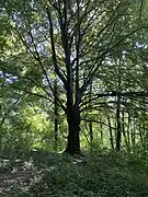 Kaiserbuche mit Kaiserbecken