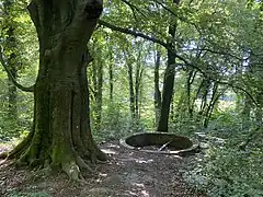 Kaiserbecken - Kaiserbuche