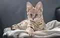 Savannah-Kater(drei Monate alt)