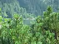 Bergkiefer (Morskie Oko)