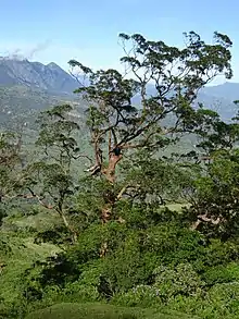 Ein Eucalyptus urophylla am Westhang auf etwa 1100 m Höhe
