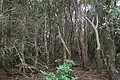 Regenwald aus Hill water gum auf dem Berggipfel