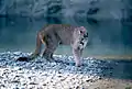 Puma im Grand-Teton-Nationalpark