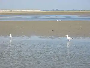Flachwasser und Dünen in der Somme-Bucht