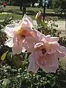 'Mrs Arthur Robert Waddell', 1908