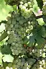 Müller-Thurgau-Trauben
