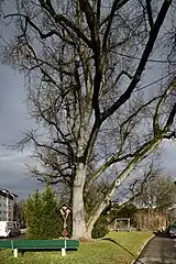 Das Wegkreuz unter einer mächtigen Eiche