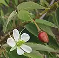 Blüte und Frucht