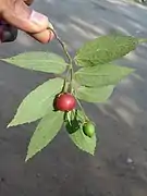 Reife und unreife Frucht