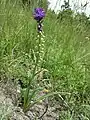 Vorkommen der seltenen Schmalblüten-Traubenhyazinthe (Muscari tenuiflorum) auf einem Trockenrasen am Südabhang des Devínska Kobyla.