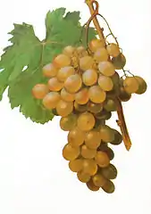 Muscat d’Alexandrie