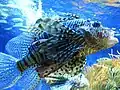 Ein Feuerfisch in einem Aquarium des Ozeanographischen Museums Monaco