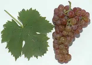 Roter Muskateller