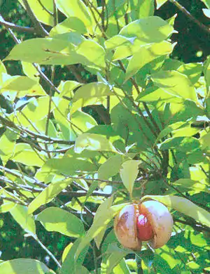 Muskatnussbaum